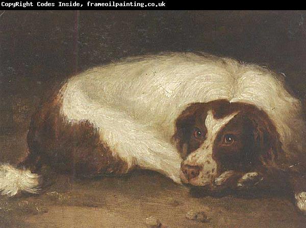 unknow artist A sporting dog lying down